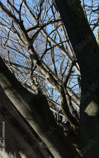 Fototapeta Leafless tree branches and twigs against the blue sky in a sunny day. Bare trees in winter background.