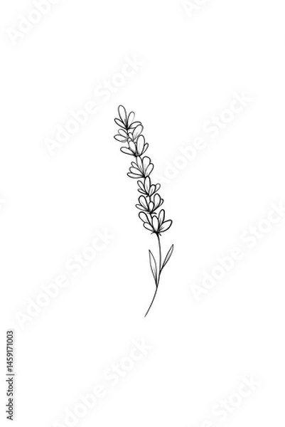 Fototapeta Thin delicate lavender sprig isolated on white background. Outline sketch illustration. Black and white hand drawn drawing. Ideal for coloring, design and illustrations, print, tattoo.