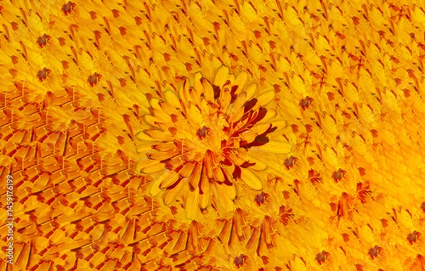 Obraz beautiful background spring background of yellow flowers and petals