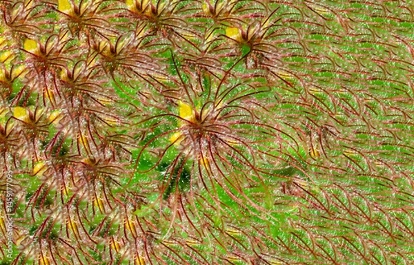 Obraz the wind moves the flowers now without petals
