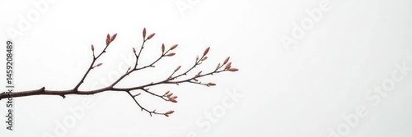 Fototapeta Delicate twigs suspended in mid-air against a stark white canvas, elegance, twig