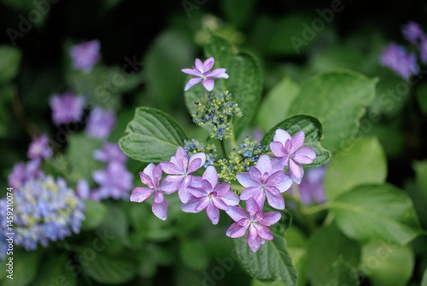 Obraz 紫　紫陽花