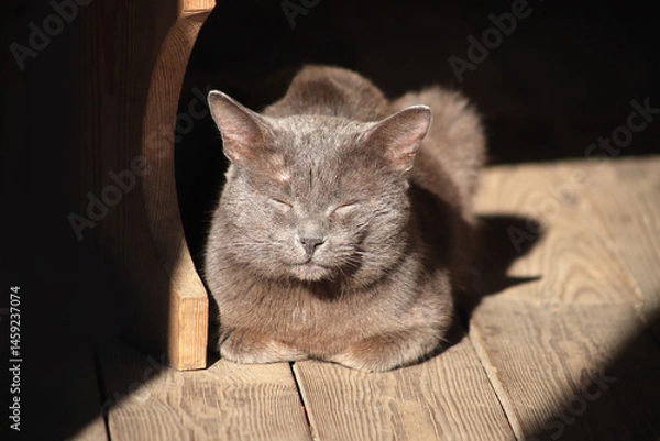 Obraz A cat basks in the sun on a wooden floor in an old house.