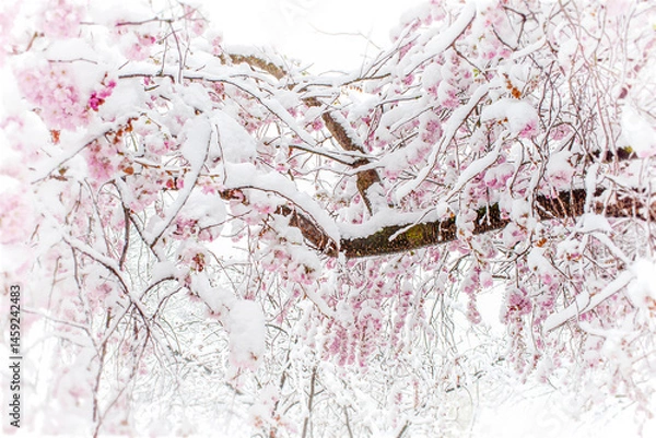 Obraz Authentische, schneebedeckte Kirschblüte im Frühling