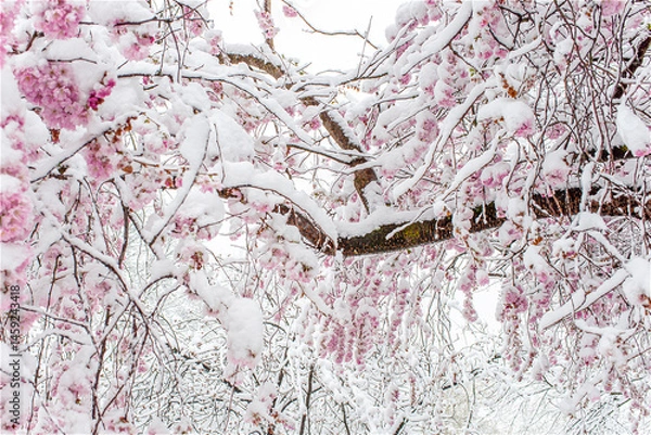 Obraz Authentische, schneebedeckte Kirschblüte im Frühling