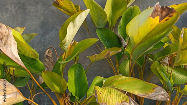 Obraz Close-up view of tropical foliage against a textured wall.