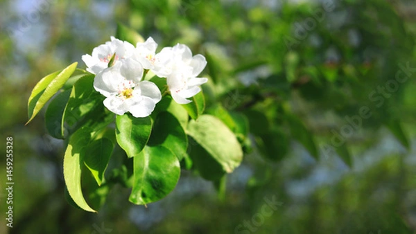Obraz Pear flowers on a sunny spring day.