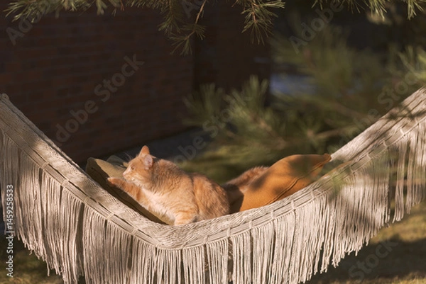 Fototapeta A light, fluffy ginger kitten lounges on a woven hammock, soaking up the spring sun, its fur glistening amidst vibrant blossoms, pure joy in nature.