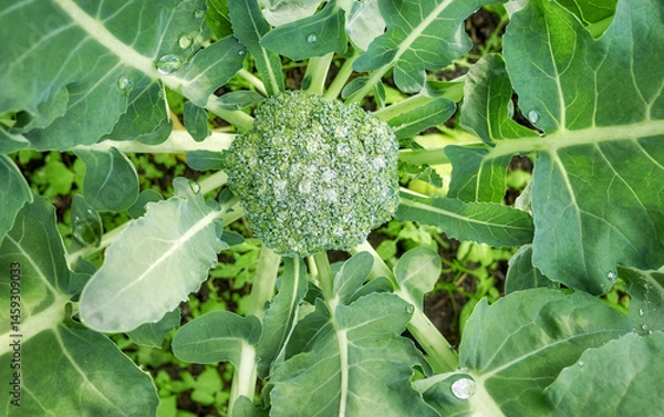 Fototapeta Close up of broccoli on an organic plantation, selective focus.