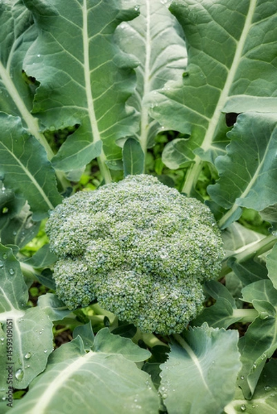Fototapeta Close up of broccoli on an organic plantation, selective focus.