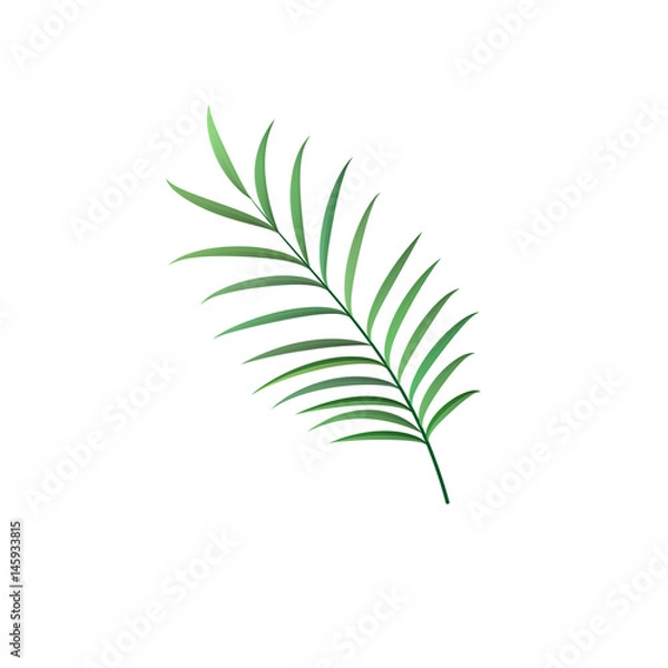 Fototapeta realistic palm leaf vector isolated sign