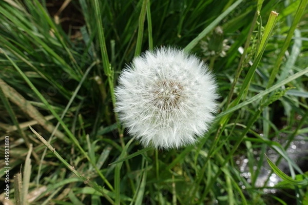 Fototapeta 畑のタンポポ