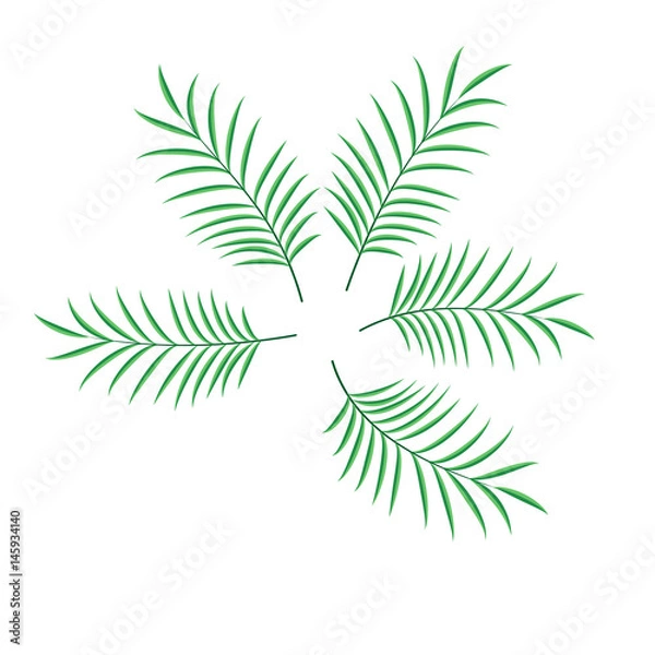 Fototapeta Palm leaf set vector isolated illustration