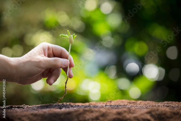Obraz A hand planting a young seedling in soil, symbolizing environmental care, sustainability, and growth in nature.