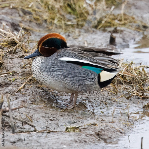Obraz Teal by the water