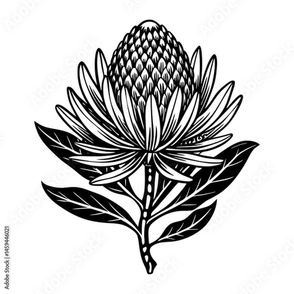 Fototapeta Download Banksia Flower On Stem Hand Drawn Vector  Eps File For Design.