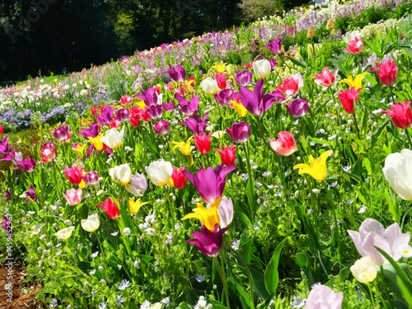 Obraz 日本、神奈川県、春、花畑のチューリップ
