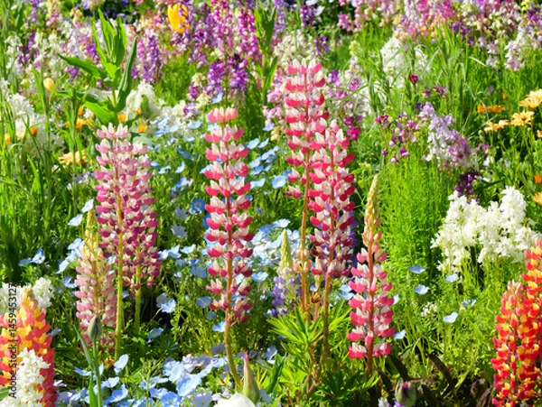 Obraz 日本、神奈川県、春、花畑のルピナス