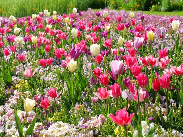 Obraz 日本、神奈川県、春、花畑のチューリップ