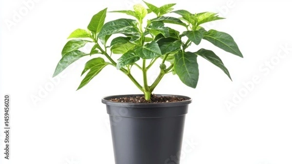 Obraz One vibrant capsicum plant showing both green and red fruits, neatly potted.