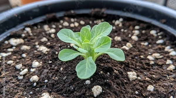 Obraz Single cabbage growing tightly in a pot with mulch base, ideal for farm-to-table concept.