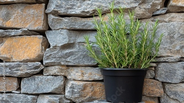 Obraz Single rosemary sprig growing strong in a matte black container against stone wall.