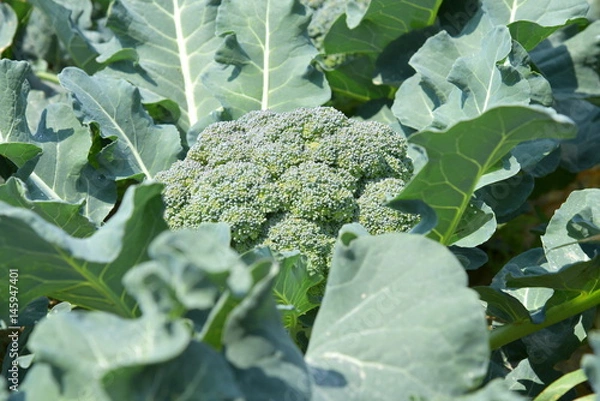 Obraz broccoli crop