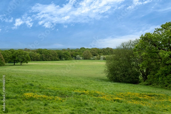 Fototapeta Green fields and trees in open parkland
