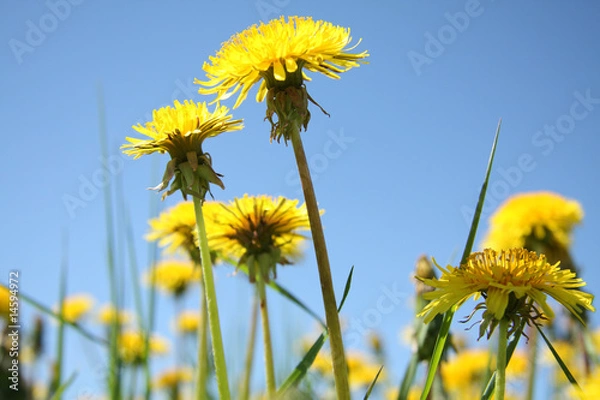 Obraz Yellow taraxacum