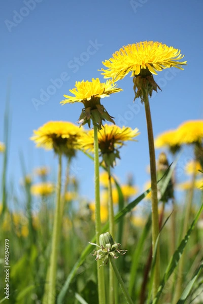 Obraz Yellow taraxacum
