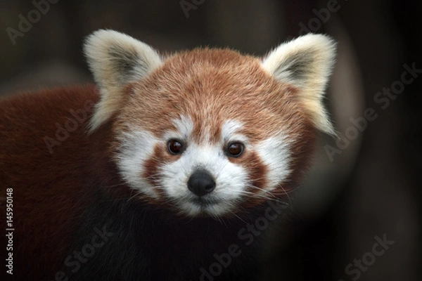 Fototapeta Panda roux