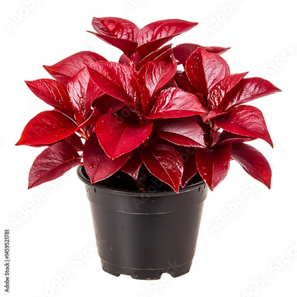 Obraz Vibrant Red Leaves of a Potted Houseplant for Home and Office Decoration