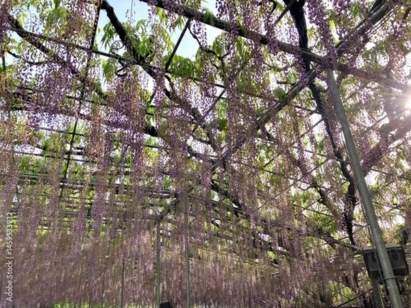 Fototapeta 旬の終わりかけの藤の花。早朝の大長藤。