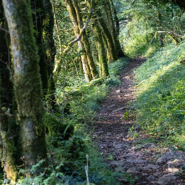 Fototapeta sentier forestier, chemin de randonnée en forêt