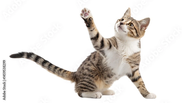 Fototapeta A playful tabby kitten reaching up, paws extended, a joyful moment captured against a bright white background.