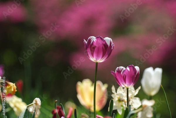 Fototapeta Singled out purple and white tulip in a large and colorful garden