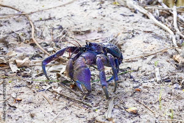 Obraz 南国リゾートのバカンス・ホテルの防風林の木々の茂みに住む野生のヤシガニ（沖縄県宮古島市）