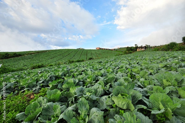 Fototapeta Cabbage farm view at Phu Thup Boek, Thailand