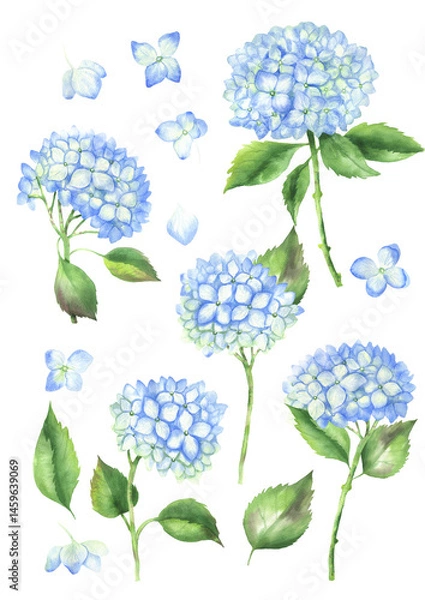 Fototapeta Watercolor set of blue hydrangea