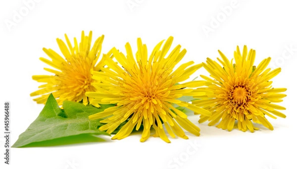 Obraz mniszek lekarski