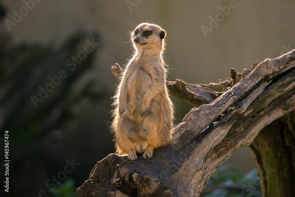 Obraz Meerkat standing on a log