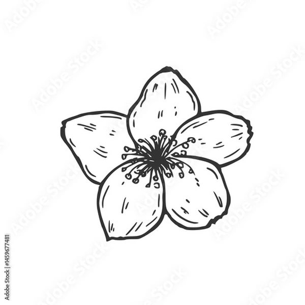 Obraz Apricot or peach blossom flower sketch