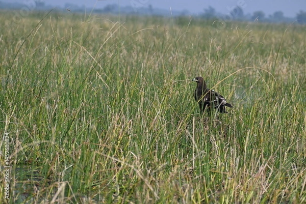 Obraz A greater spotted eagle is seen standing guard to its nest in the midst of a wetland lake