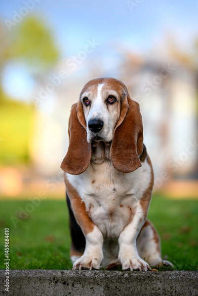Obraz Portrait of a Basset Hound standing in a garden