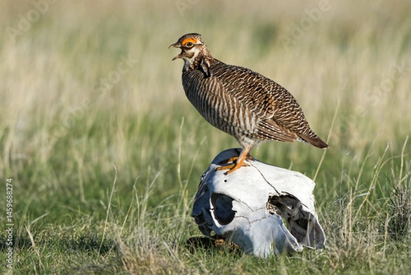 Obraz Lesser Prairie Chicken