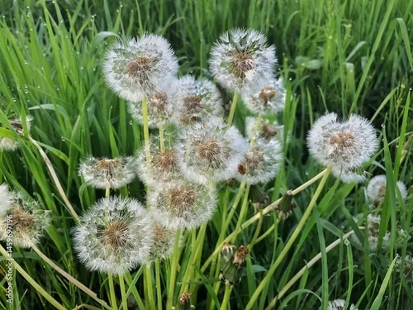 Fototapeta Seeds of dandelion in spring.