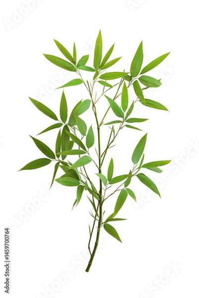 Fototapeta Green Bamboo Plant Branch with Leaves isolated on white or transparent background Cutout PNG
