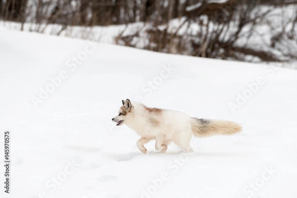 Fototapeta Red Marble Fox (Vulpes vulpes) Runs Left Through Snow