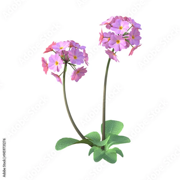 Obraz One plant with two pink flowers of polyanthus primrose, Primula × polyantha. 3D illustration on transparent background.