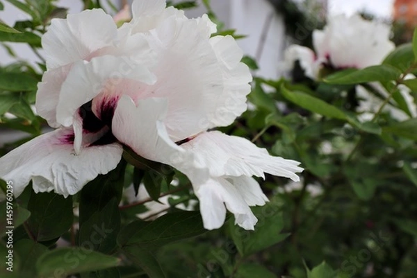 Fototapeta Paeonia rockii, or Rock's peony, is a tree peony species named after Joseph Rock. It is one of several species that are popularly called tree peony, and is native to the Gansu Mountains 